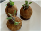 duck croquettes